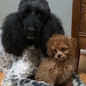 Meet your Posher, Robin